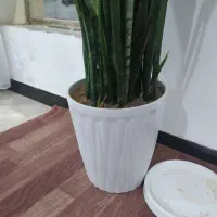 گل طبیعی|گل و گیاه طبیعی|ایوان, |دیوار