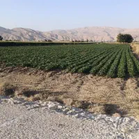 فروش-15هکتار-زمین-کشاورزی