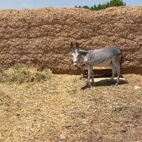 کره خر نر|حیوانات مزرعه|ساوه, |دیوار