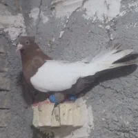 گبوتر گرفتنی شب