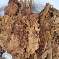 فروش برگ طلایی بویری