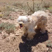 سگ پاکوتاه|سگ|زنجان, |دیوار