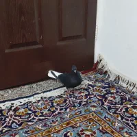 ماده زاغ دم سفید|پرنده|بروجرد, |دیوار