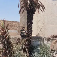 قطع نخل سمپاشی نخل هرس نخل درخت بریدن نخل موریانه
