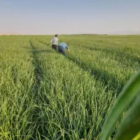 ۳۰هکتار زمین کشاورزی یک تیکه|فروش دفتر صنعتی، کشاورزی، تجاری|ماهیدشت, |دیوار