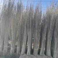 فروش نهال صنوبر نیگرای ترکیه مناسب سوددهی میلیاردی