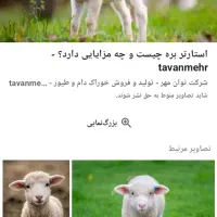 معامله با بره نر