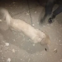 سگ پا کوتاه