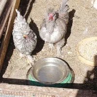 مرغ و خروس سلطان