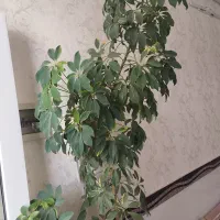گل شفلرا درحال رشد ارتفاع دونیم با گلدان بزرگ|گل و گیاه طبیعی|ابهر, |دیوار