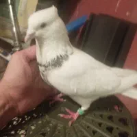 کبوتر طوقی کاکلی پلاکی