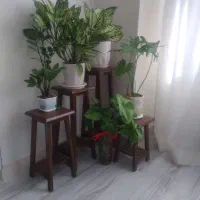 گل آپارتمانی