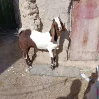 کهره مری اصل|حیوانات مزرعه|نیمروز, |دیوار