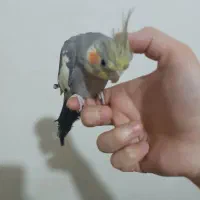 فروش طوطی عروس هلندی  نر سینامون سخنگو