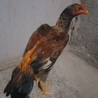 جوجه لل ۵ماهه