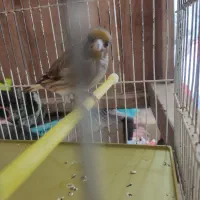 سهره قناری نر|پرنده|ملایر, |دیوار