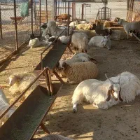 کود گوسفندی|خدمات باغبانی و درختکاری|بندرعباس, |دیوار