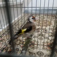 ماده سیره 3ساله جفتی|پرنده|کرمانشاه, |دیوار