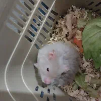 همسر نر و ماده و ۶ عدد بچه|موش و خرگوش|ری, شهرری|دیوار