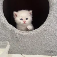 گربه بریتیش سیلور ns12