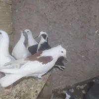 کبوتر مغلف یکت|پرنده|قزوین, |دیوار