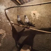 نروماده سوسکی با یک جوجه