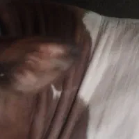 سمینتال نر اصل