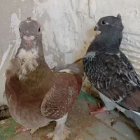 یه جفت کبوتر بلژیکی ماده رنگ خاص با یه جوجه ۳ماه|پرنده|اسلام‌شهر, باغ فیض|دیوار