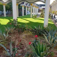 اجرا نصب وپخش عمده چمن|مصالح و تجهیزات ساختمان|دزفول, |دیوار