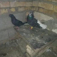 جفت دم سفید