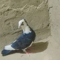 کفتر پلنگ|پرنده|زهک, |دیوار
