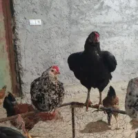 فروش مرغ طبیعی تخم گذار