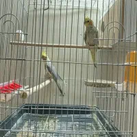 عروس هلندی|پرنده|بروجرد, |دیوار