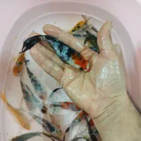 انواع کوی و گوپی آنجل و...|ماهی|مشهد, شهرک مهرگان|دیوار