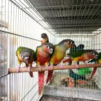 گیرینچیک یا گرینچیک