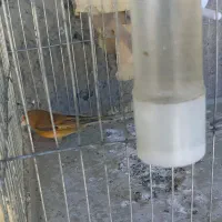 سره قناری سرخ سه ماهه موقعیت فسا