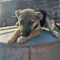 سگ ژرمن هاسکی|سگ|رشت, شالکو|دیوار