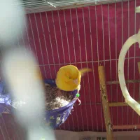 قناری ماده|پرنده|قوچان, |دیوار