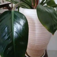 گل فلیندرون شرابی سایزبزرگ|گل و گیاه طبیعی|اصفهان, ملکشهر|دیوار