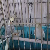 عروس هلندی نر ماده
