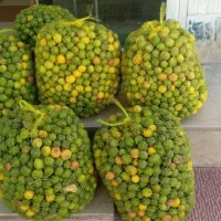 لیمودرجه یک 180درجه دو 145