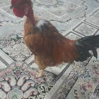 خروس|حیوانات مزرعه|تربت‌حیدریه, بالا ولایت|دیوار