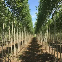 نمایندگی رسمی نهـال صنوبــر با پشتیبانی کامل|خدمات باغبانی و درختکاری|قشلاق دشت, |دیوار