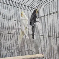 عروس هلندی جف تخم گذار|پرنده|اصفهان, ارغوانیه|دیوار