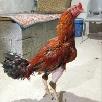 خروس لاری