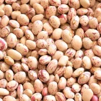 لوبیا چیتی ۳۸۰