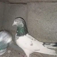 کبوتر پرشی|پرنده|ایرانشهر, |دیوار