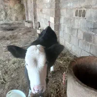 فروش گوساله|حیوانات مزرعه|سنگدوین, |دیوار