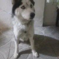 سگ هاسکی باهوش وفادار|سگ|کهریزک, |دیوار