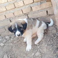 سگ نر|سگ|کارون, |دیوار